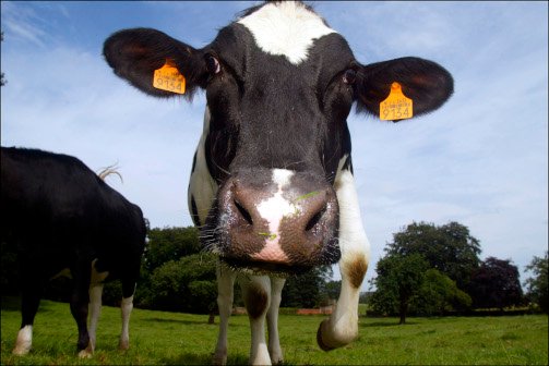 vache